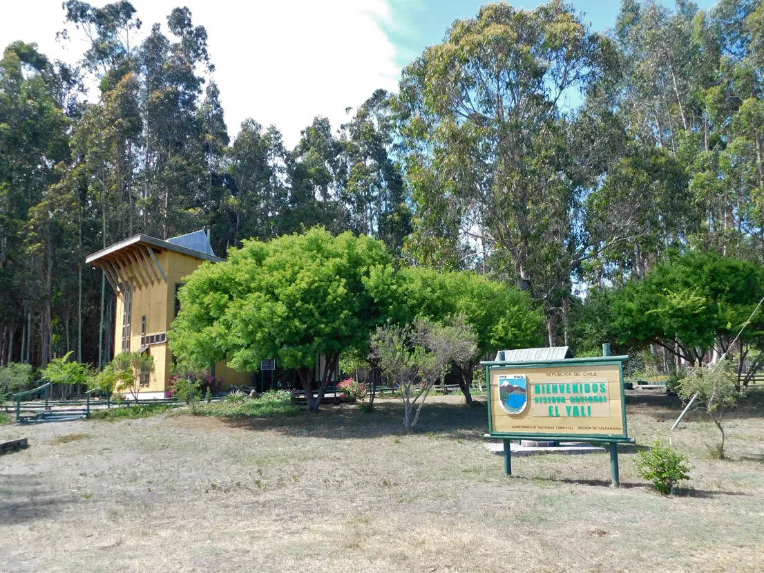 Reserva Nacional El Yali: el corazón protegido del Humedal El Yali