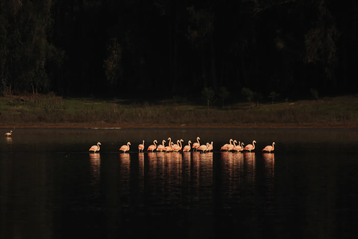 Grupo de flamencos rosados en las aguas de la Laguna Matanza, Humedal El Yali.