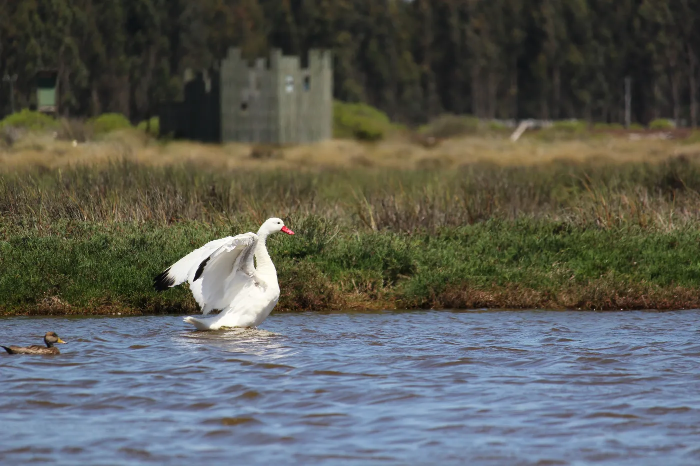 Cisne coscoroba nadando en la Laguna Albufera.