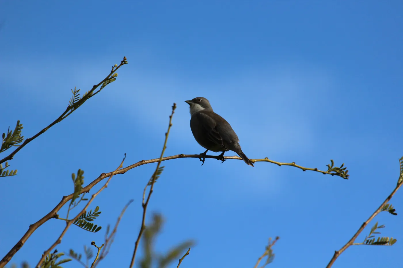 Ave diuca de color gris posada sobre la rama de un árbol en El Yali.