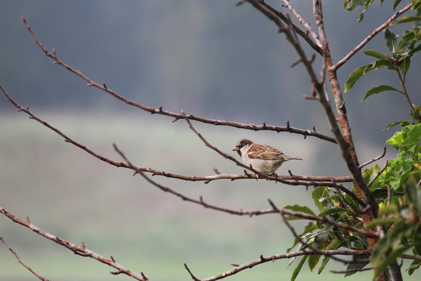 Gorrión macho con plumaje café y gris posado en una rama.