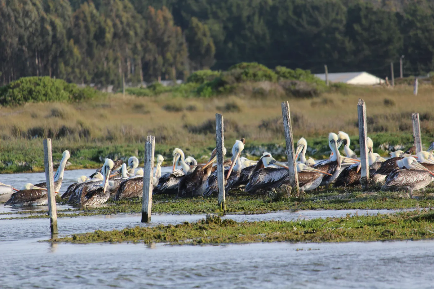 Pelícanos en la Laguna Albufera del Humedal El Yali, Región de Valparaíso, Chile