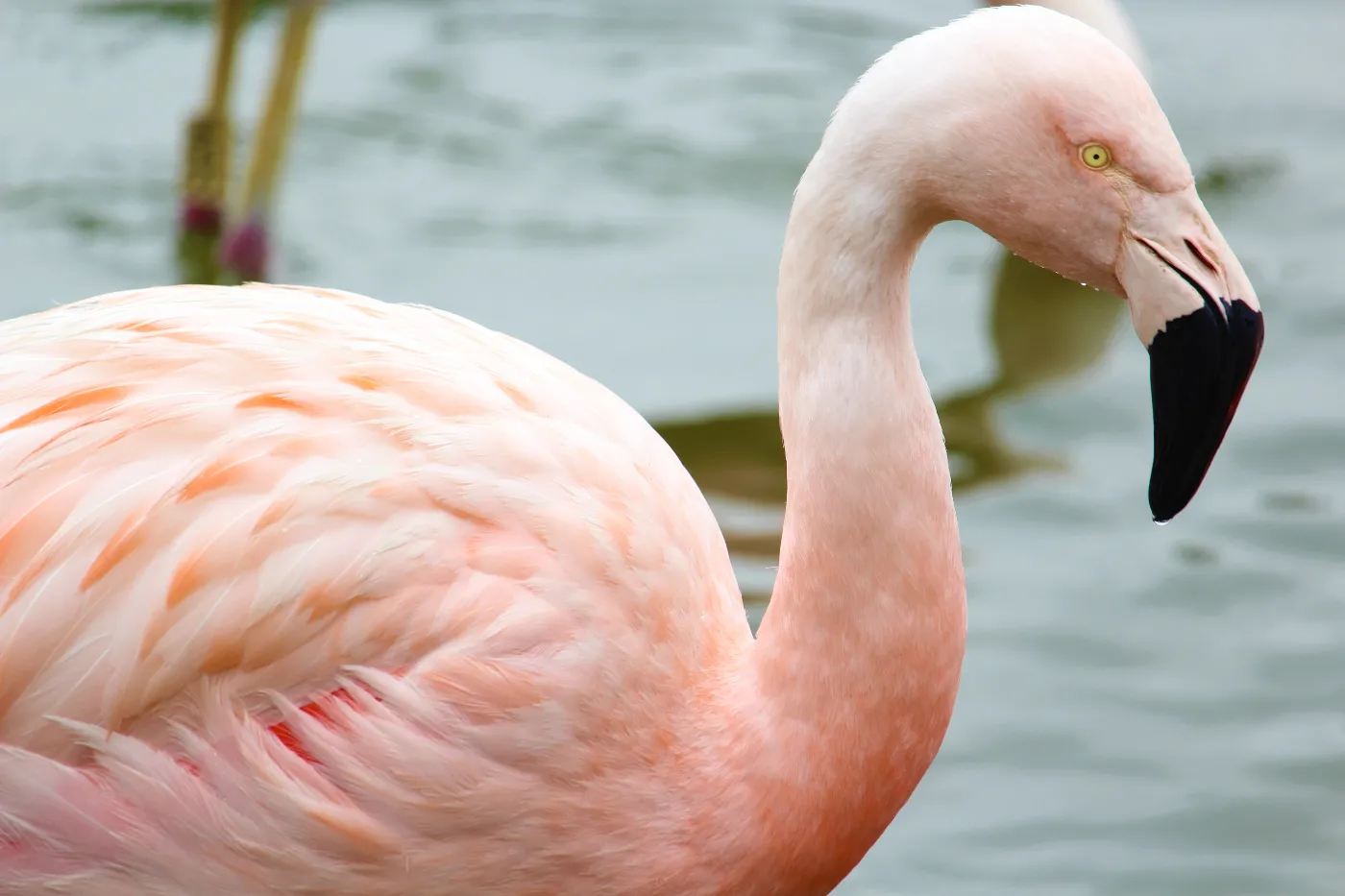 Flamenco chileno en la laguna del Humedal El Yali, Región de Valparaíso, Chile