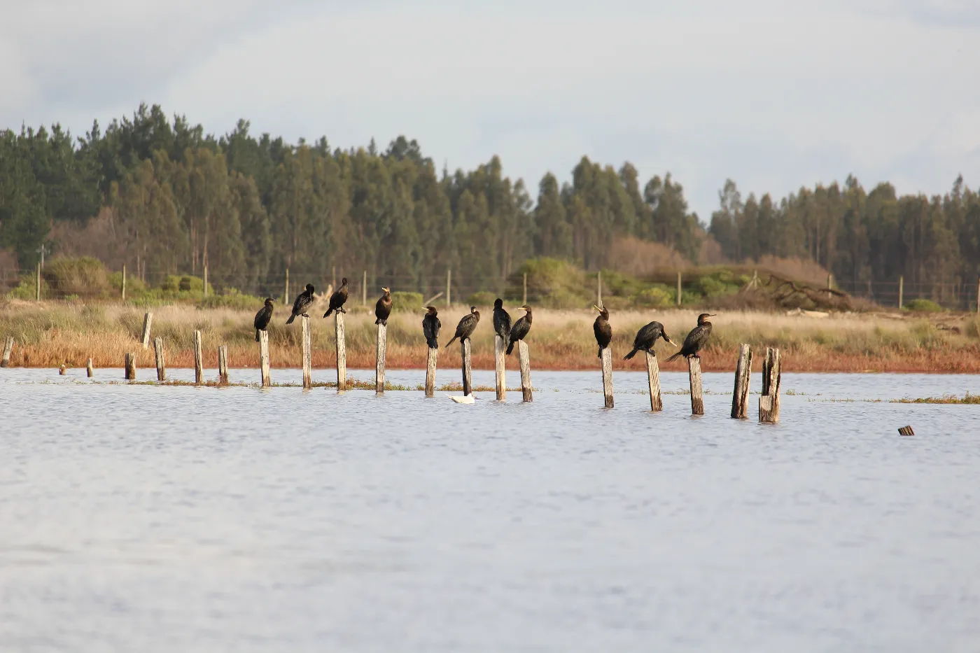 Yecos posados en la Laguna Albufera del Humedal El Yali, Región de Valparaíso, Chile