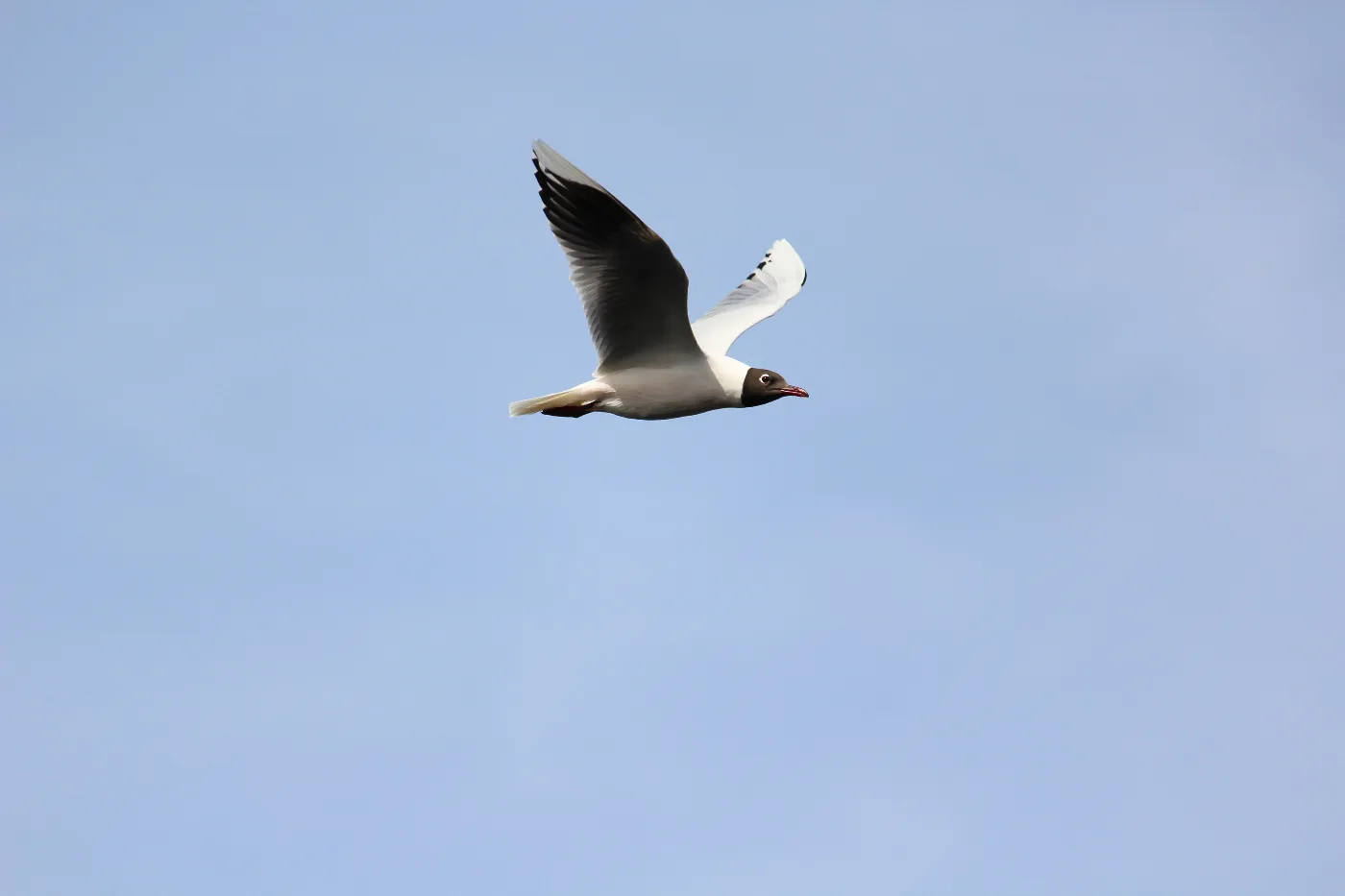 Gaviota cáhuil volando sobre el Humedal El Yali, Región de Valparaíso, Chile