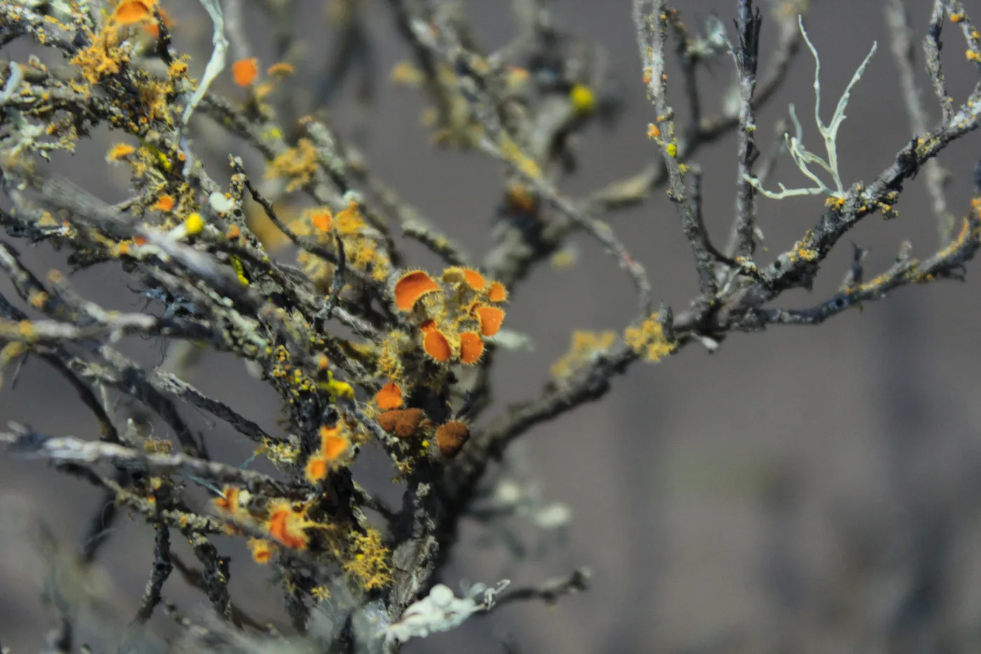 Líquenes creciendo en el Humedal El Yali, Región de Valparaíso, Chile